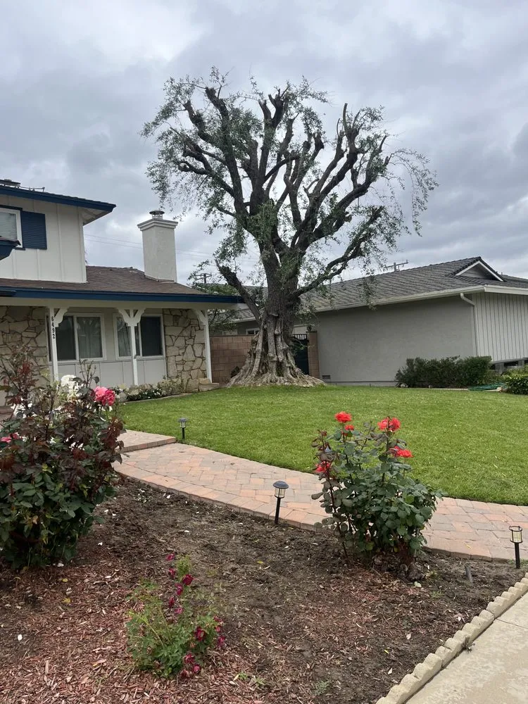 Custom lawn mowing service near you across San Fernando Valley, CA - Adrian’s Tree service & landscaping