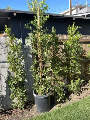 Adrian’s Tree service & landscaping Logo