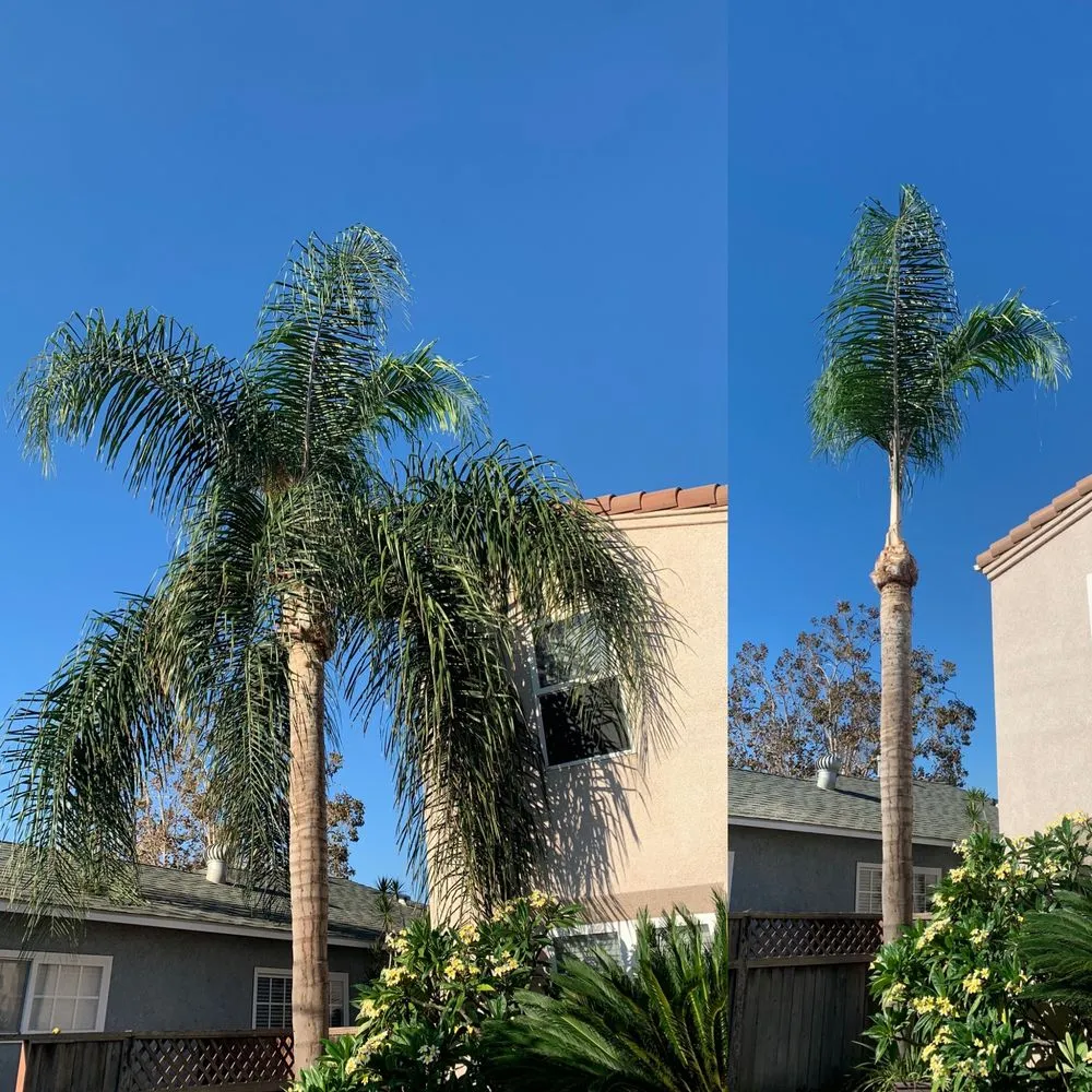 Local yard maintenance with custom design in Long Beach, CA by Adrian's Tree Service