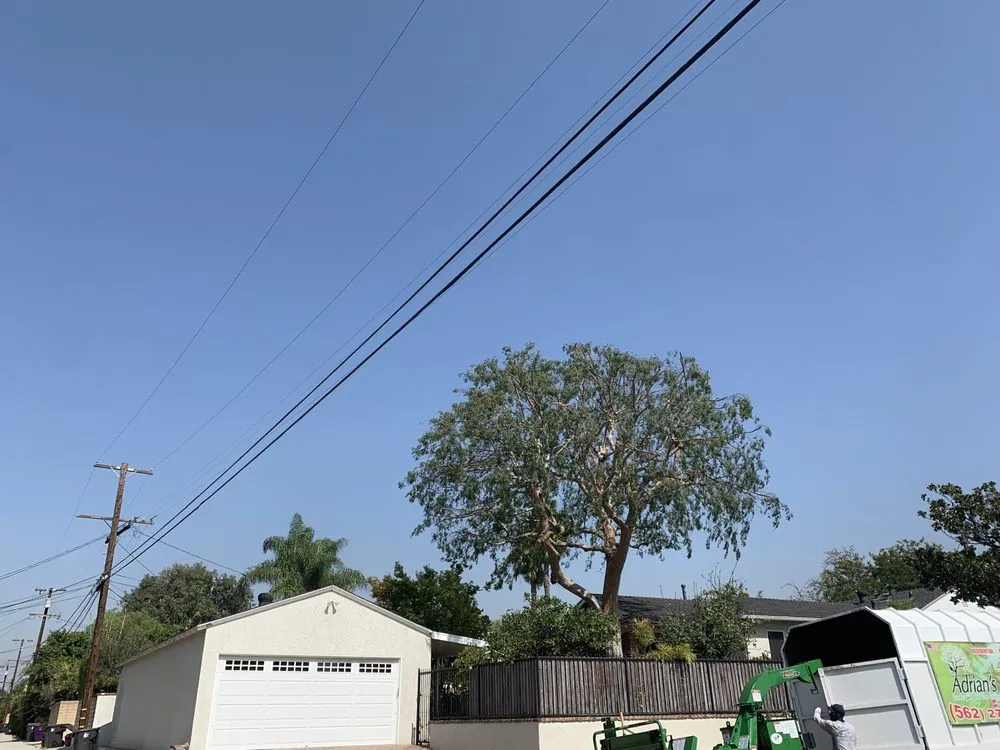 Professional yard cleanup service in Long Beach, CA by Adrian's Tree Service