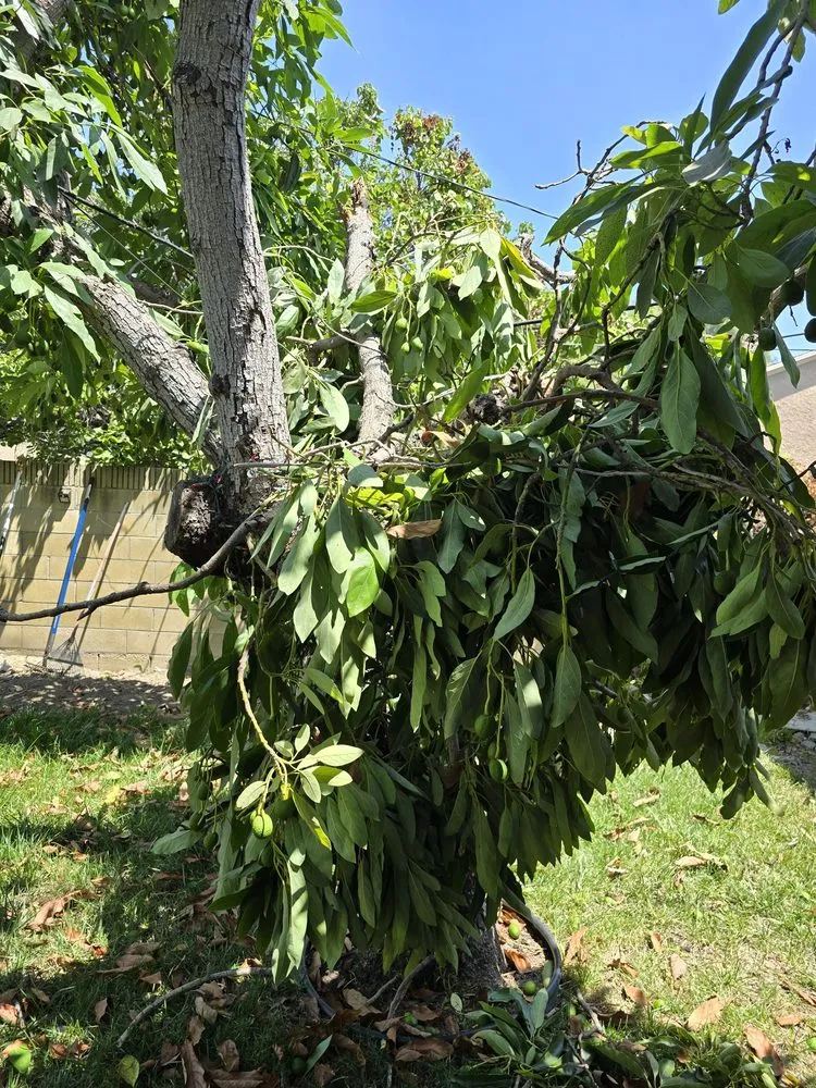Trusted landscape design for beautiful yards across Long Beach, CA - Adrian's Tree Service