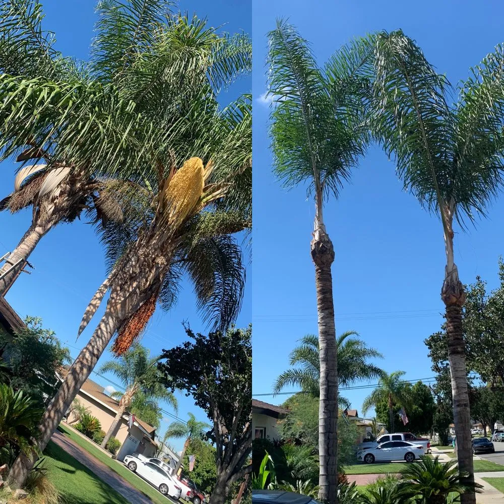 Local lawn mowing service experts serving Long Beach, CA - Adrian's Tree Service