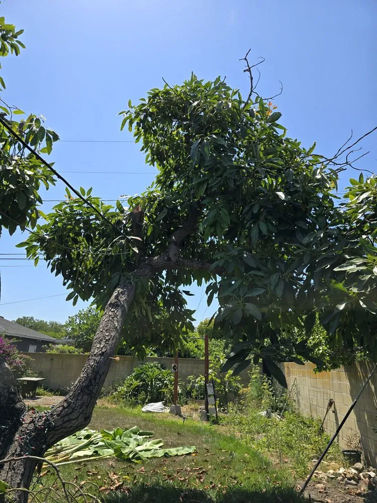 Expert lawn care service experts serving Long Beach, CA - Adrian's Tree Service