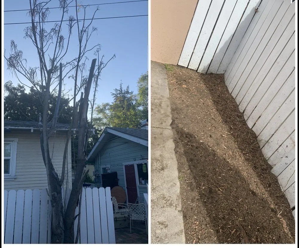 Expert landscape design for outdoor upgrades across Long Beach, CA - Adrian's Tree Service
