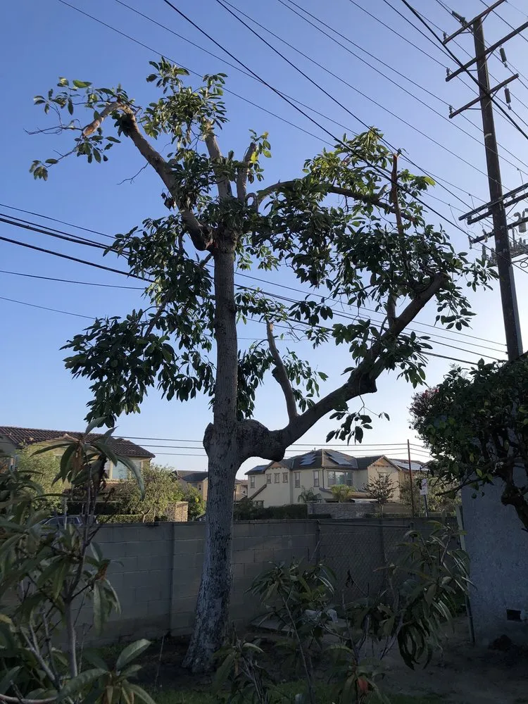 Top-rated yard maintenance near you across Long Beach, CA - Adrian's Tree Service