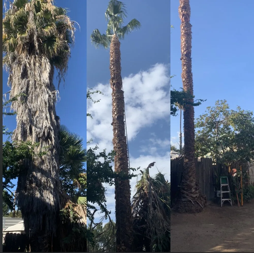 Professional lawn mowing service in Long Beach, CA - Adrian's Tree Service