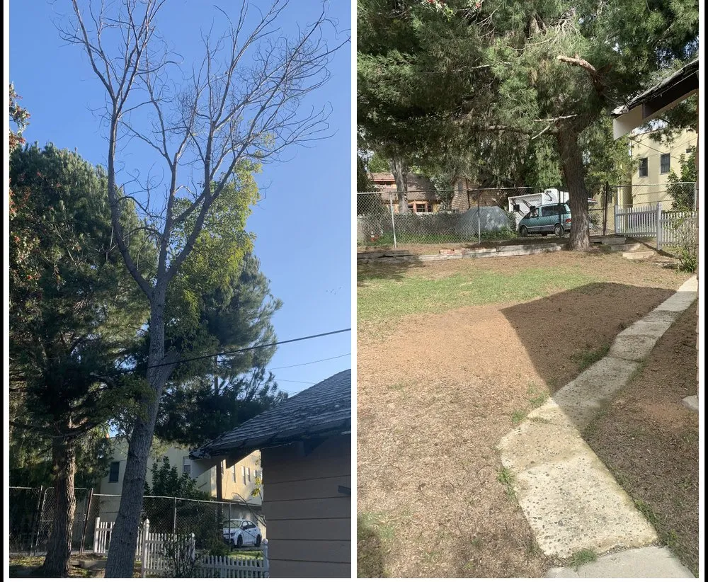 Expert yard cleanup service experts serving Long Beach, CA - Adrian's Tree Service