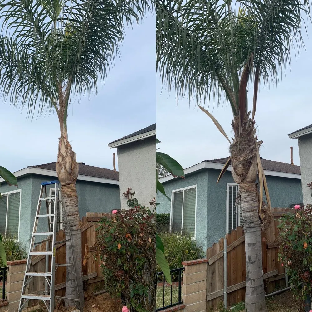 Local garden landscaping experts serving Long Beach, CA - Adrian's Tree Service