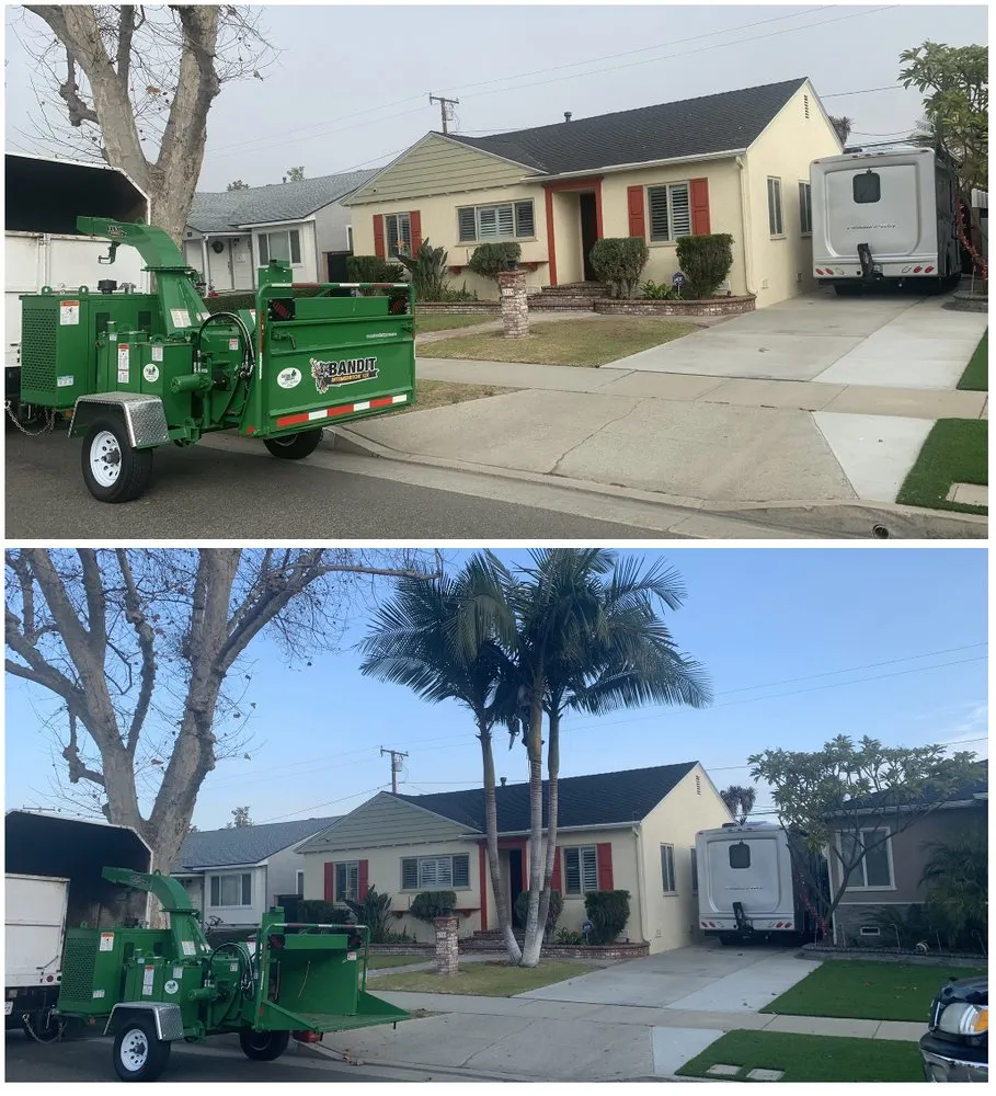 Expert yard cleanup service experts serving Long Beach, CA - Adrian's Tree Service