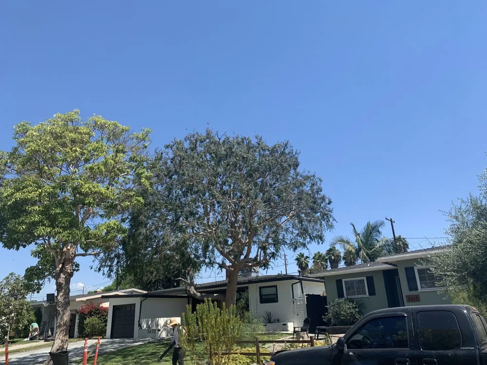 Top-rated yard maintenance in Long Beach, CA - Adrian's Tree Service