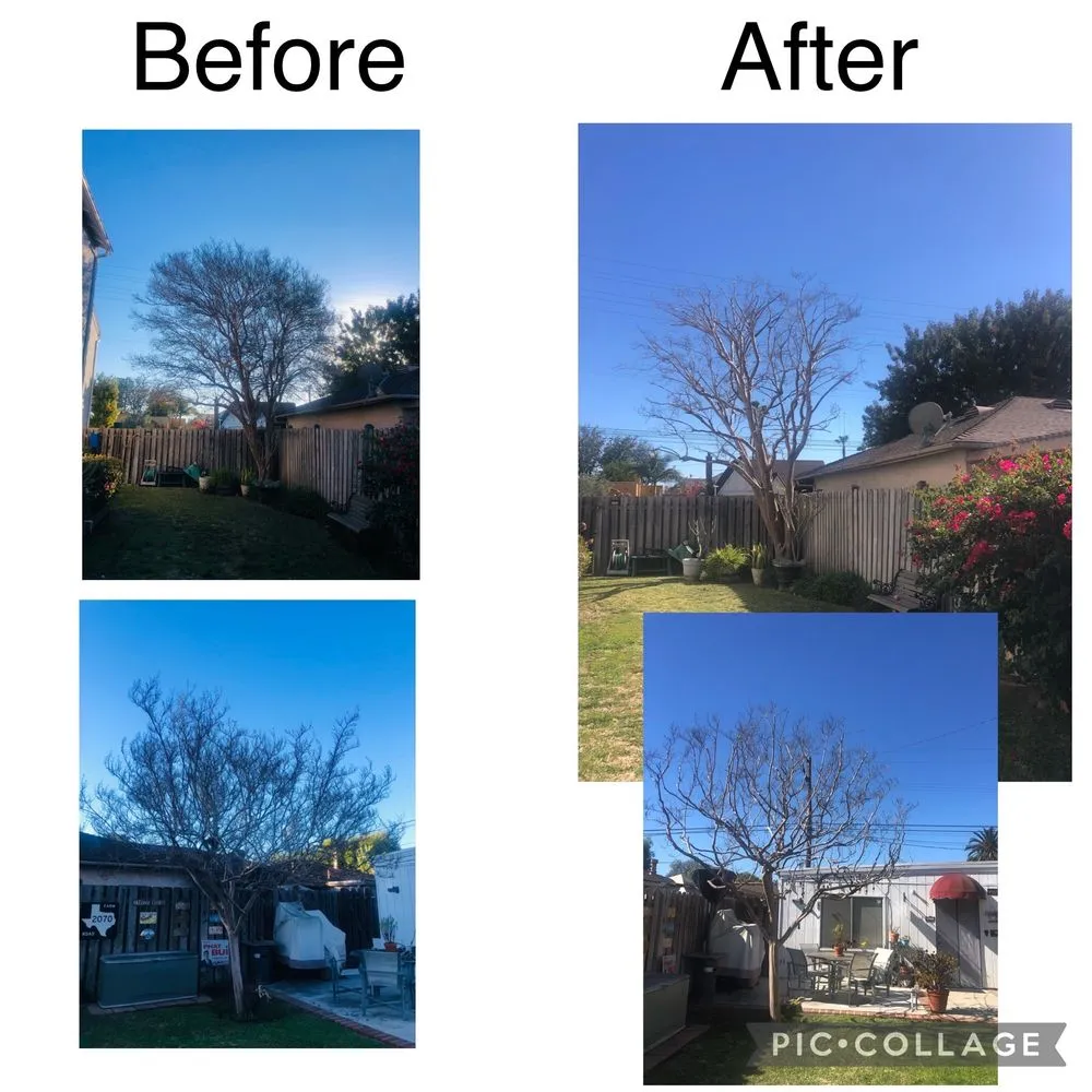 Professional yard cleanup service for residential properties in Long Beach, CA by Adrian's Tree Service