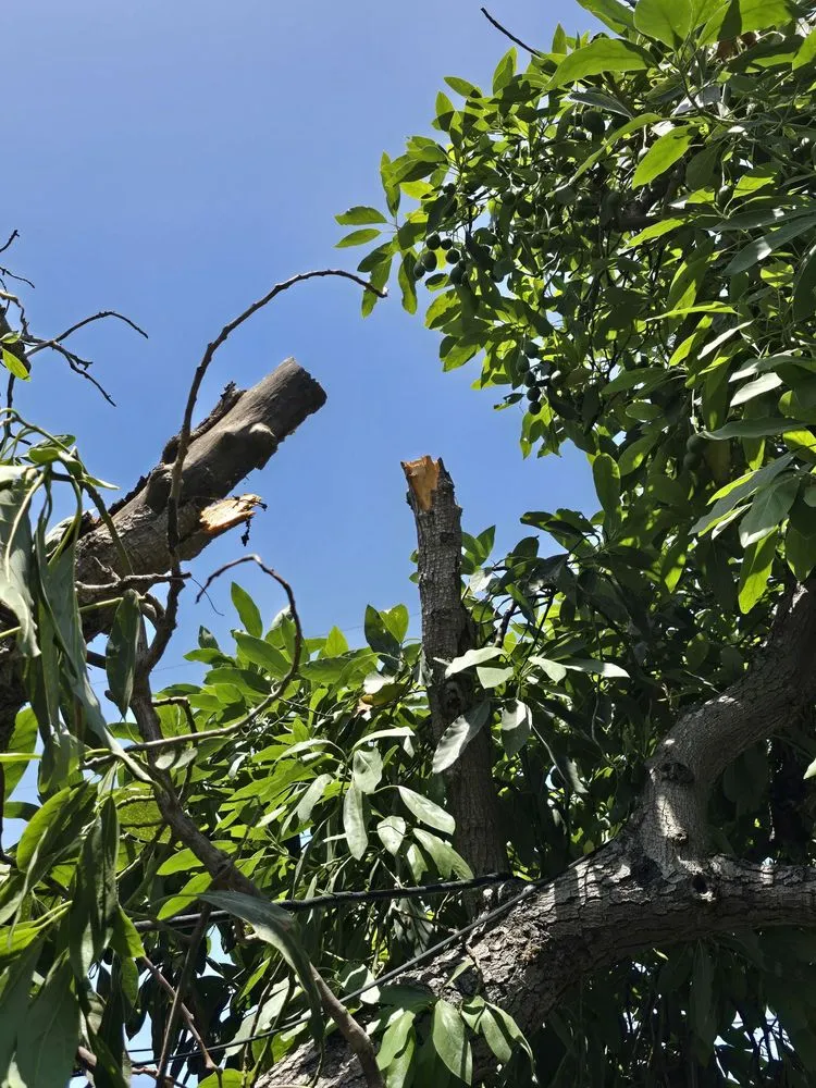 Trusted outdoor landscaping with custom design in Long Beach, CA by Adrian's Tree Service