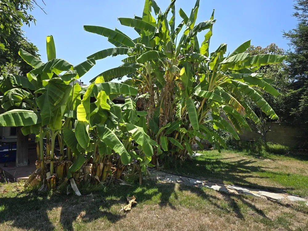 Custom landscape design for outdoor upgrades across Long Beach, CA - Adrian's Tree Service