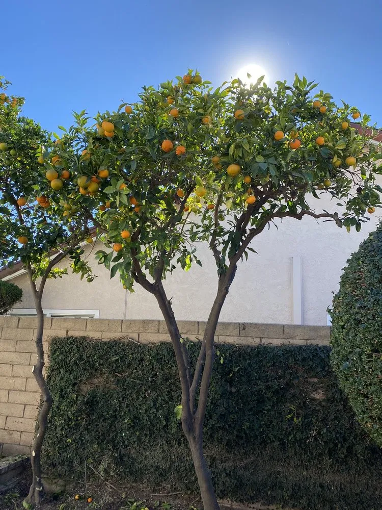 Custom yard cleanup service experts serving Long Beach, CA - Adrian's Tree Service