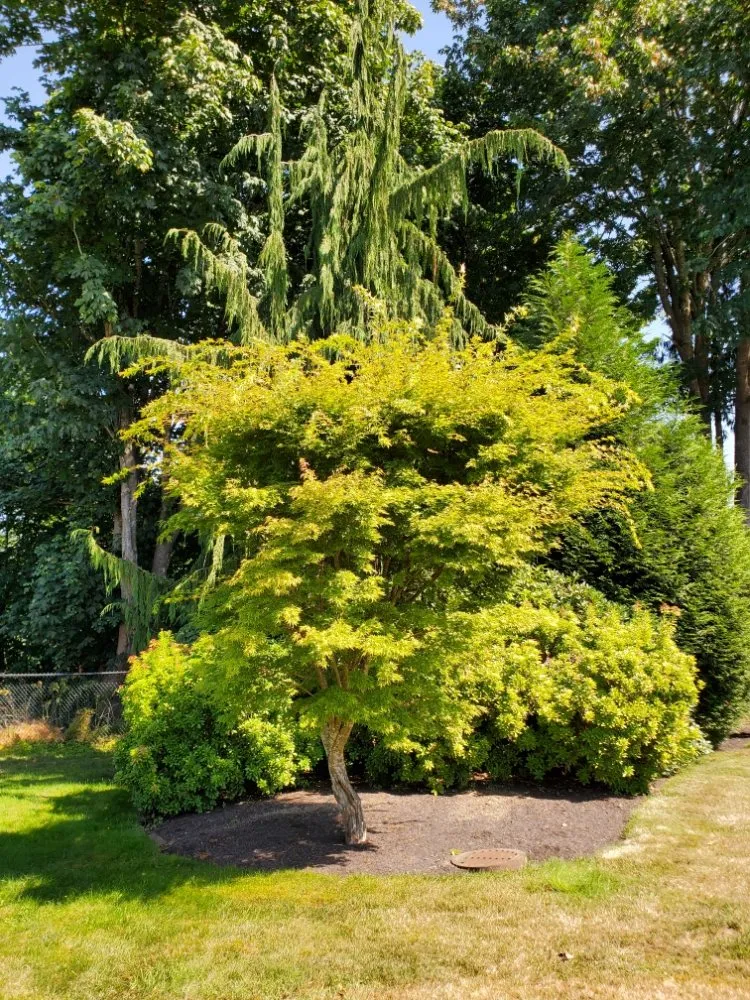 Top-rated garden landscaping experts serving Monroe, WA - Adriel Huerta