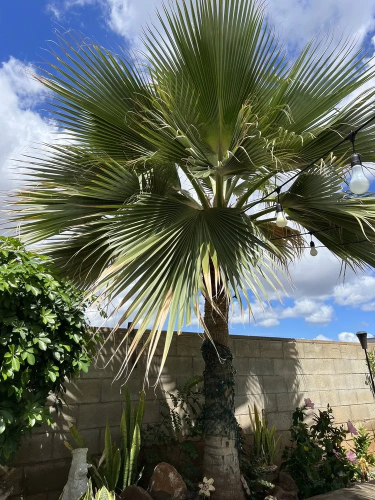 Top-rated residential landscaping experts serving Ewa Beach, HI - AD's Yard Services