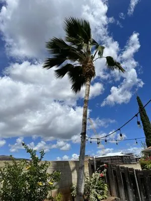 AD's Yard Services Logo