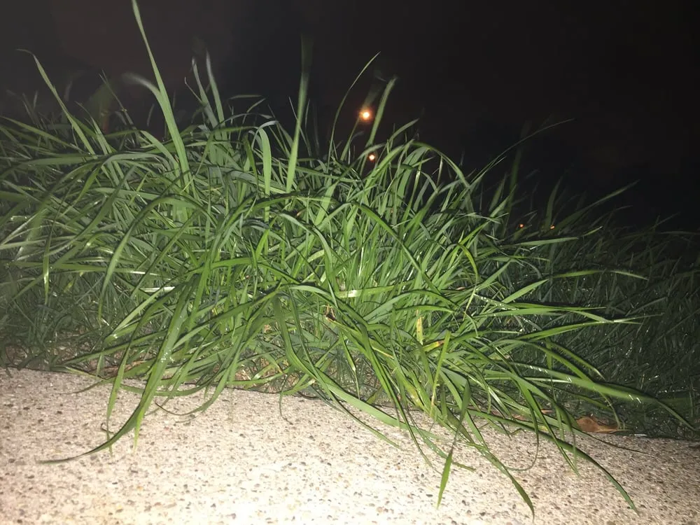 Top-rated lawn mowing service for residential properties in Burbank, IL by Advance Lawn Care & Snow Removal Inc