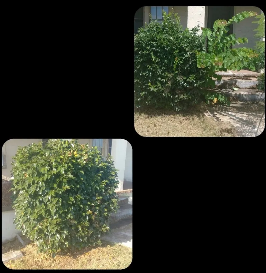 Expert outdoor landscaping in Bonnerdale, AR by Advance Lawn care
