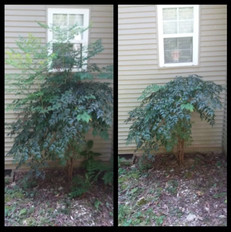 Custom outdoor landscaping experts serving Bonnerdale, AR - Advance Lawn care