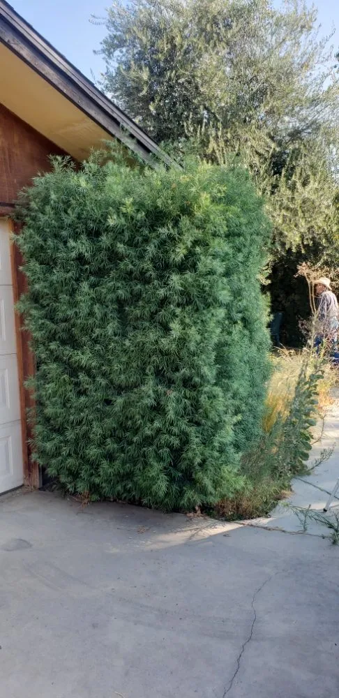 Custom lawn mowing service for beautiful yards across Visalia, CA - Advance Lawn Care