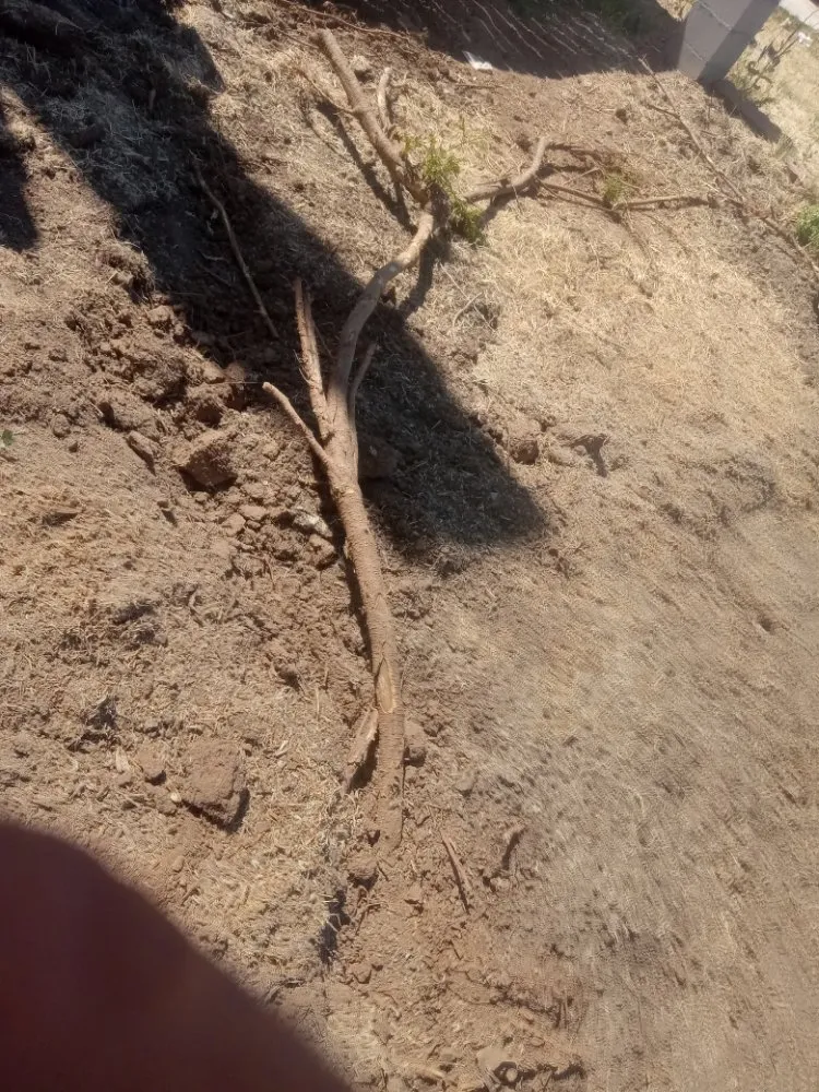 Trusted outdoor landscaping for beautiful yards across Ontario, CA - Advance Trees Service