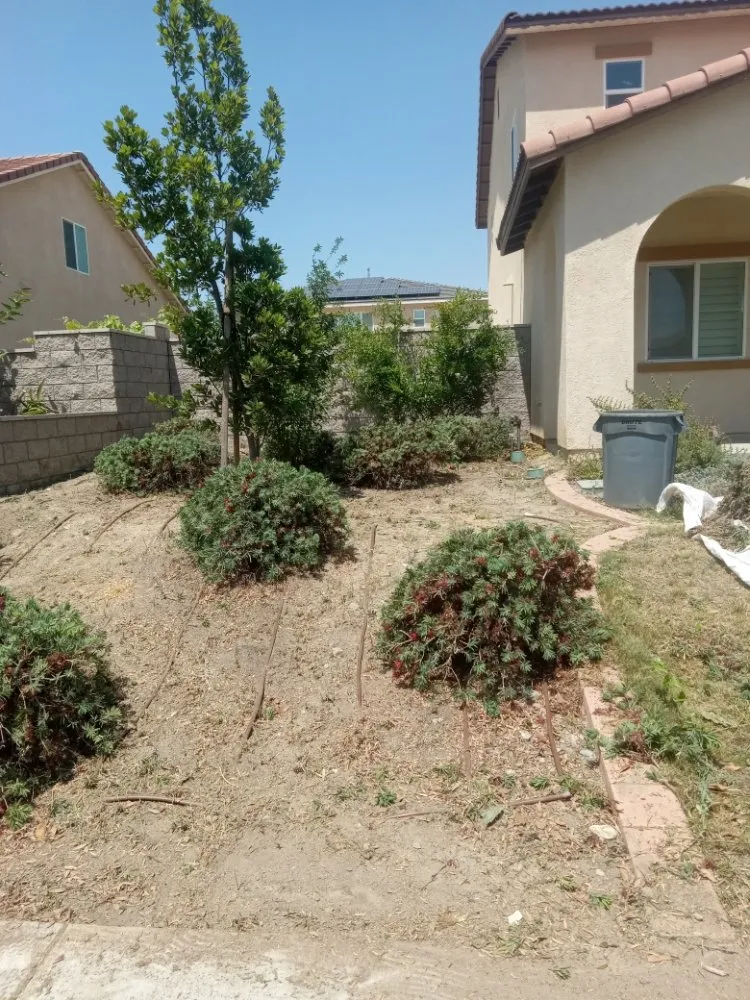 Top-rated yard maintenance for homes across Ontario, CA - Advance Trees Service