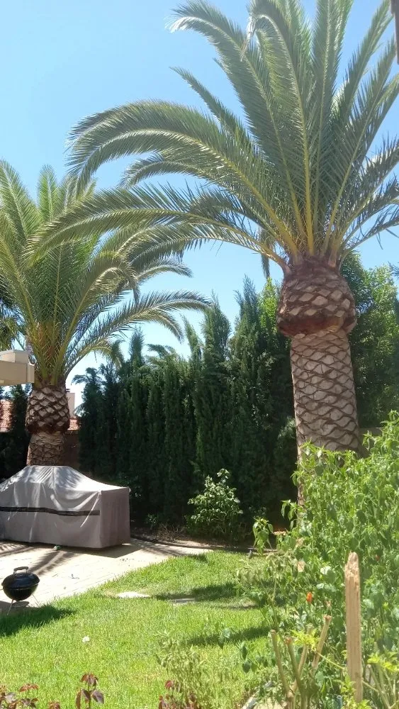 Affordable yard cleanup service in Ontario, CA by Advance Trees Service