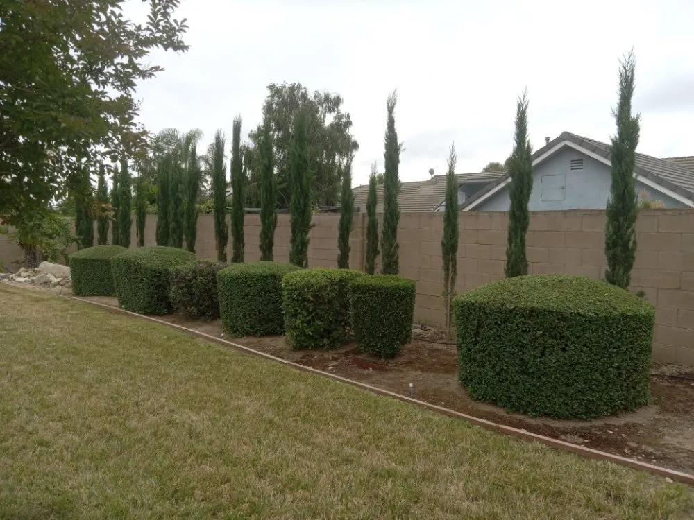 Affordable residential landscaping in Ontario, CA - Advance Trees Service