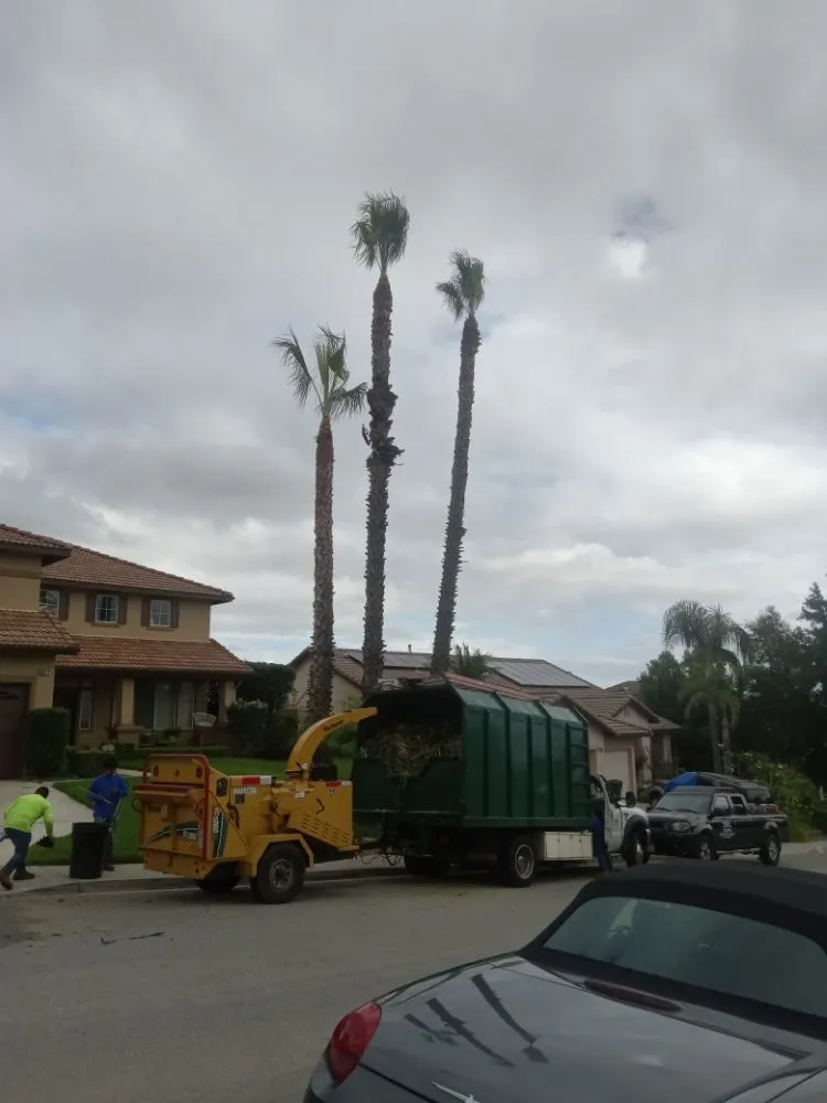 Custom yard cleanup service in Ontario, CA by Advance Trees Service