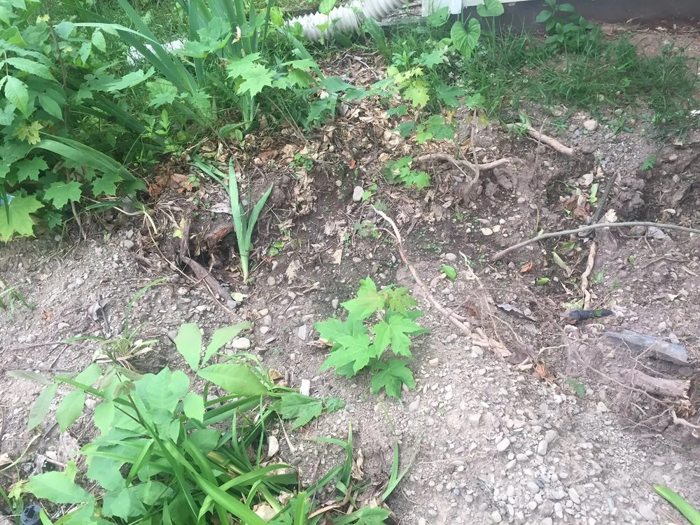 Local lawn mowing service for beautiful yards in Fishkill, NY by ADVANCED ARBORISTS & LANDSCAPERS