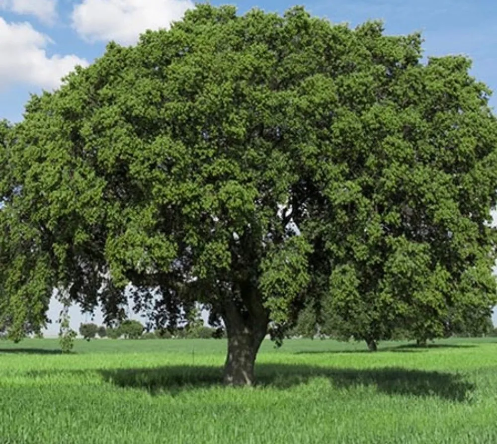 Trusted garden landscaping in Fishkill, NY - ADVANCED ARBORISTS & LANDSCAPERS