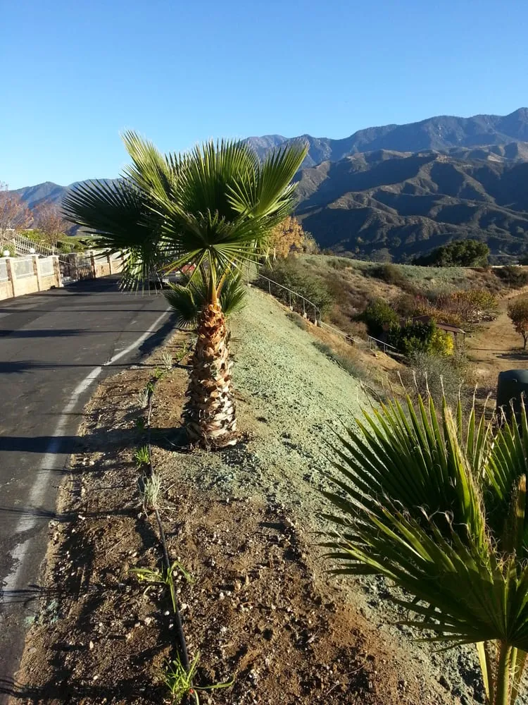 Affordable residential landscaping in Mentone, CA by Advanced Landscape and Hydroseeding