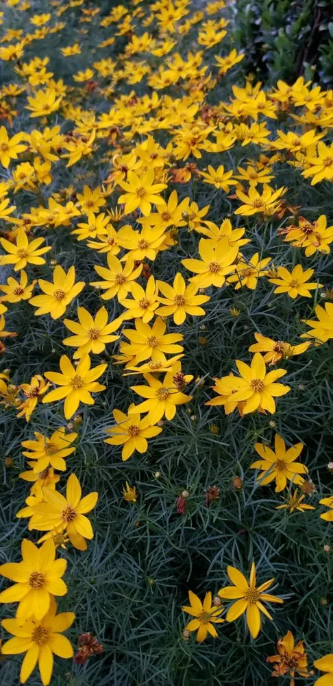 Professional lawn care service in Jonesborough, TN by Advanced Landscape and Lawn