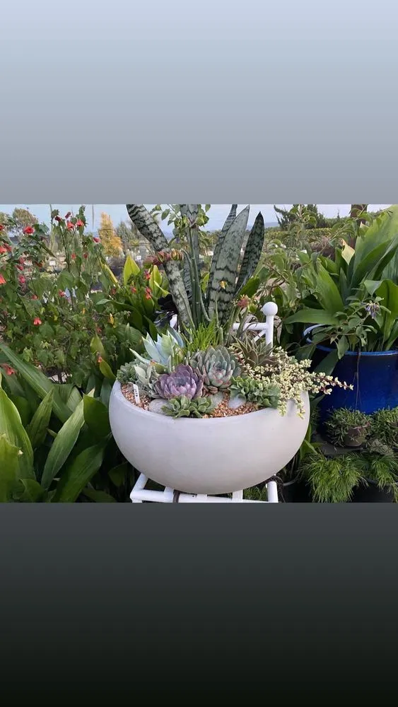 Reliable yard maintenance for residential properties in Valley Center, CA by Advanced Landscape Management