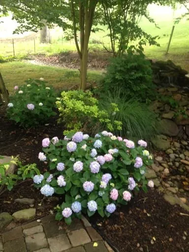 Affordable residential landscaping for beautiful yards across Morristown, TN - Advanced Landscape Services