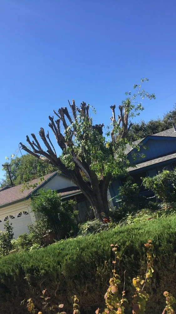 Top-rated yard maintenance in Yucaipa, CA - Advanced Landscaping & Maintenance