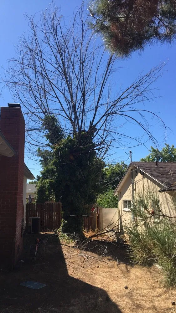 Affordable landscape installation in Yucaipa, CA by Advanced Landscaping & Maintenance