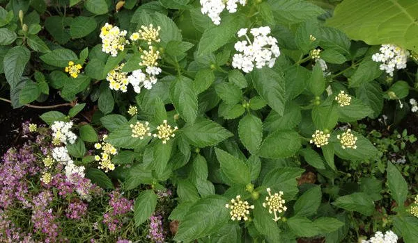 Top-rated outdoor landscaping for residential properties in Duxbury, MA by Advanced Landscaping