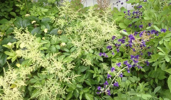 Reliable lawn mowing service in Duxbury, MA by Advanced Landscaping