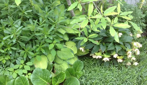 Local residential landscaping in Duxbury, MA - Advanced Landscaping