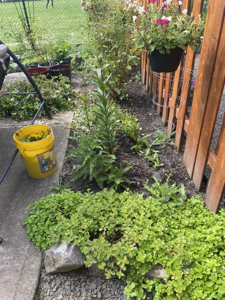 Affordable landscaping services experts serving Amity, OR - Advanced Lawn Care