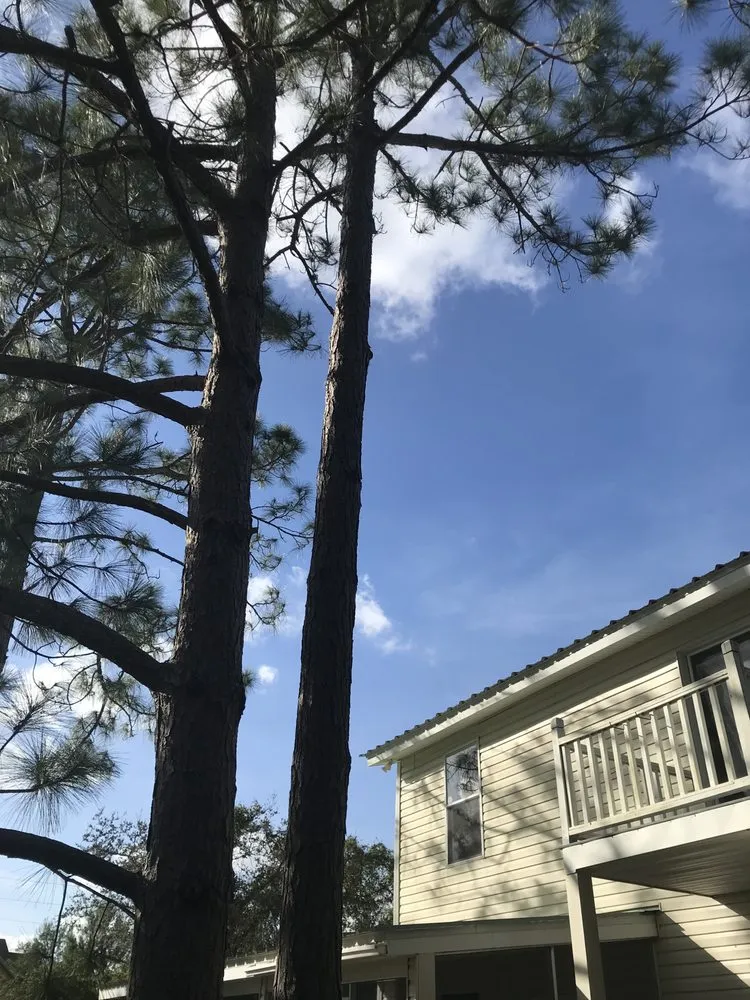 Expert yard cleanup service experts serving Sebring, FL - Advanced Lawn care