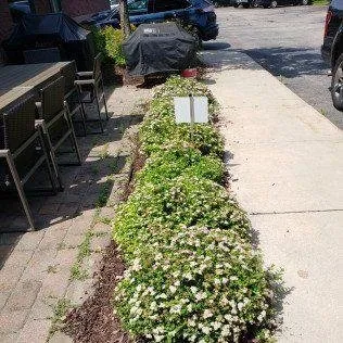 Local landscaping services for residential properties in Rochester, MN by Advanced Lawn Services