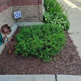 Top-rated yard maintenance in Rochester, MN by Advanced Lawn Services