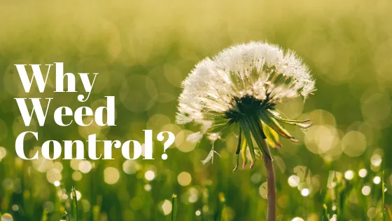 Expert yard cleanup service near you across Murfreesboro, TN - Advanced Lawn Solutions