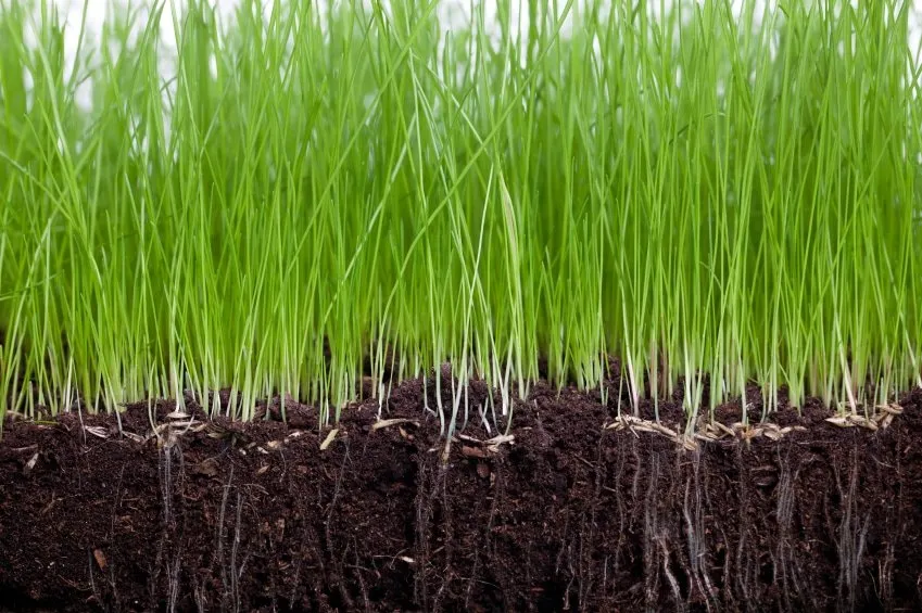 Local landscape installation for residential properties in Murfreesboro, TN by Advanced Lawn Solutions