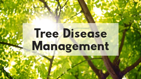 Reliable residential landscaping for homes across Murfreesboro, TN - Advanced Lawn Solutions