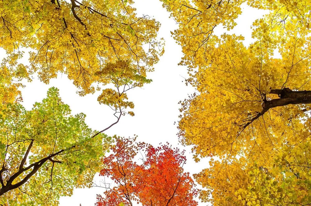 Affordable residential landscaping for beautiful yards across Murfreesboro, TN - Advanced Lawn Solutions