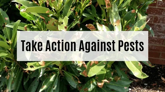 Affordable residential landscaping for outdoor upgrades across Murfreesboro, TN - Advanced Lawn Solutions